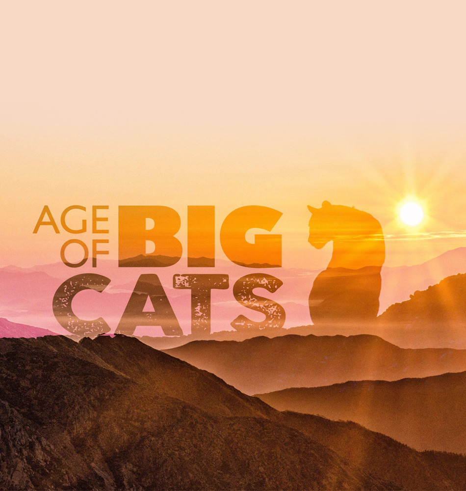 Age of Big Cats